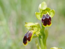 Ophrys_fusca_x_O._lutea_La_Arrabida-2